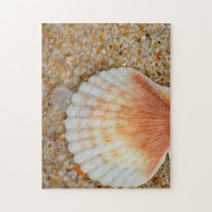 Makro der Scallop Sea Muschel in Sand on Beach