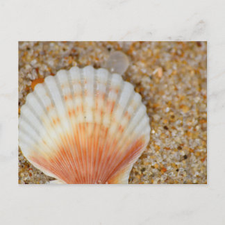Makro der Scallop Sea Muschel in Sand on Beach Postkarte