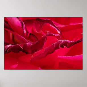 Makro-Dying-Rote Rose Poster