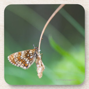 Makro eines Schmetterling Boloria euphrosyne an Getränkeuntersetzer