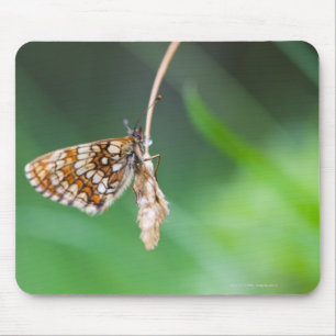 Makro eines Schmetterling Boloria euphrosyne an Mousepad