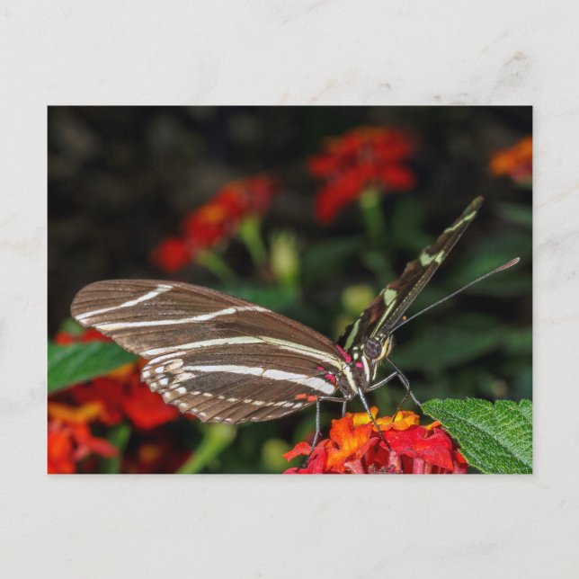 Makro eines Zebra-Langschwinger-Schmetterlings Postkarte (Vorderseite)