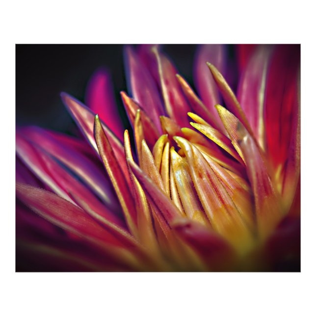 Makro-Foto-Blume Fotodruck (Vorne)