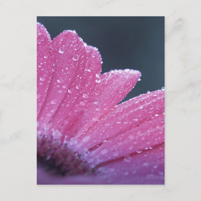 Makro-Foto-Blume Postkarte (Vorderseite)