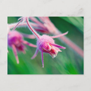 Makro-Foto der Prärie-Blume in Montana Postkarte