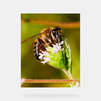 Makro-Foto einer Honigbiene Acrylschild
