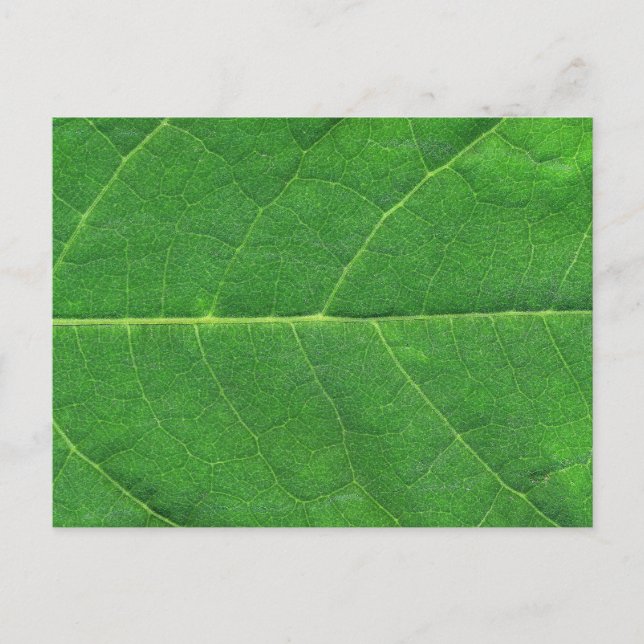 Makro Foto Leaf Postkarte (Vorderseite)