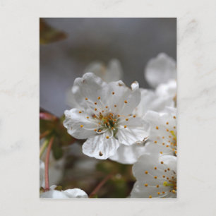 Makro-Foto von Kirschhirschen-Blume Postkarte