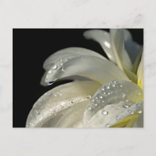 Makro-Foto-weiße Blume Postkarte