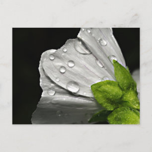 Makro-Foto-weiße Blume Postkarte