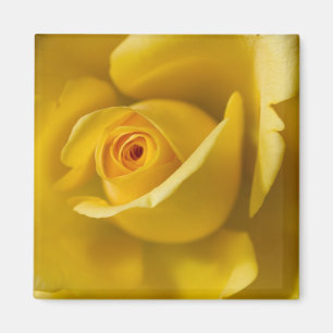 Makro gelbe Rose Magnet