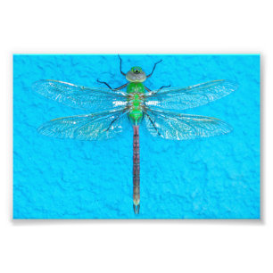Makro grüne Libelle auf blauem Hintergrund Fotodruck