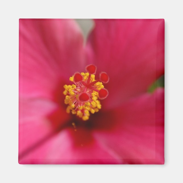 Makro Hibisken Magnet (Vorne)