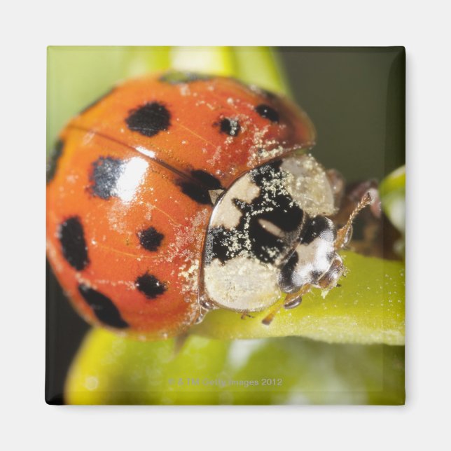 Makro; horizontal; Farbe; Farbe; Niemand 2 Magnet (Vorne)