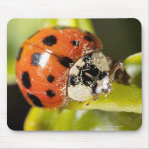 Makro; Horizontal; Farbe; Farbe; Niemand 2 Mousepad