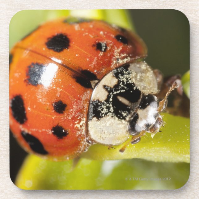 Makro; Horizontal; Farbe; Farbe; Niemand 2 Untersetzer (Vorderseite)