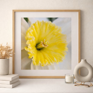 Makro Nahaufnahme Gelbe Narzissen-Blumenfotografie Poster