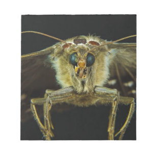Makro Naher Schmetterling Notizblock