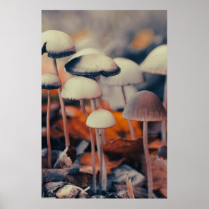 Makro-Pilze Poster