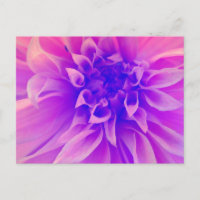Makro-Rosa-Blume