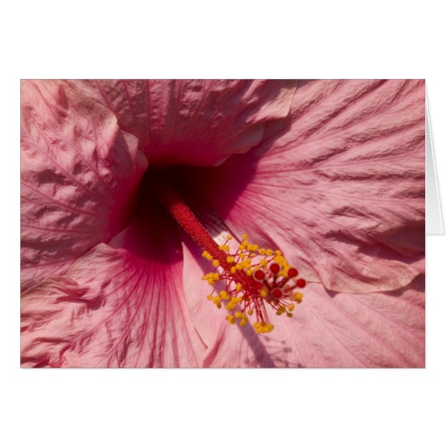 Makro rosa Hibiskus-Blume (Vorderseite (Horizontal))