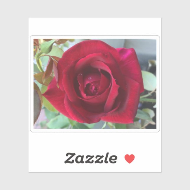 Makro Rote Rose Aufkleber (Blatt)