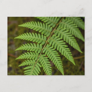 Makro-Wald-Farnblatt Üppiges Grün Natur Postkarte