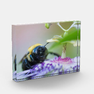 Makroaufnahme der Hummel Fotoblock