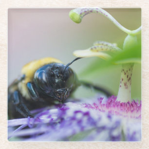 Makroaufnahme der Hummel Glasuntersetzer