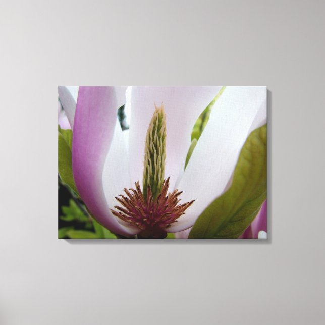 Makroaufnahme der magnolischen Blume Leinwanddruck (Vorderseite)