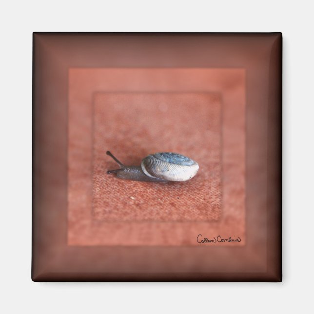 Makroaufnahme der Schnecke auf der Terracotta Magnet (Vorne)