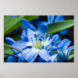 Makroaufnahme einer blauen Schneeglöckchen-Blüte Poster