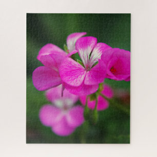 Makroaufnahme einer rosa Blume