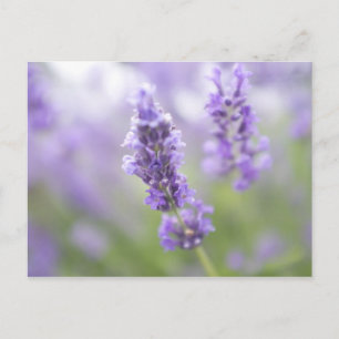 Makrobild der Lavendel-Blume mit sehr vielen Postkarte