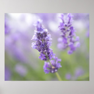 Makrobild der Lavendel-Blumen mit sehr Poster