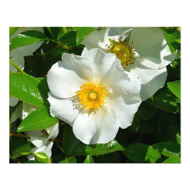 Makrobild einer Cherokee-Rose Fotodruck (Vorne)