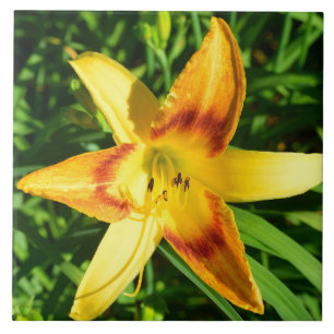 Makrobild einer Lilie-Blume Fliese