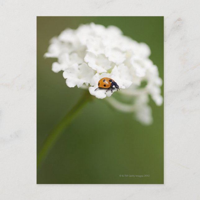 Makrobild eines Ladybird auf einer wilden Blume Postkarte (Vorderseite)