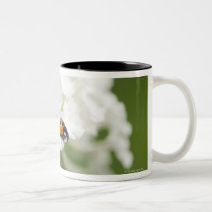 Makrobild eines Marienkäfers auf einer wilden Zweifarbige Tasse