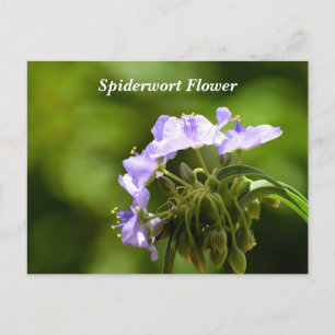 Makrobild mit Spiderwort-Blume Postkarte