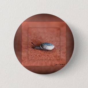 Makrofoto einer Schnecke auf Terrakotta Button