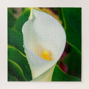 Makrofoto einer weißen Calla-Lilie, botanische Nat