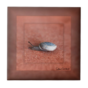 Makrofoto von Schnecke auf Terrakotta Fliese