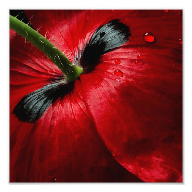 Makrofotografie-Rose nah Fotodruck (Vorne)