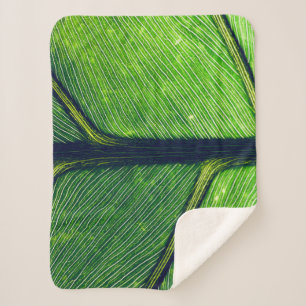 Makrofotografie Sherpadecke