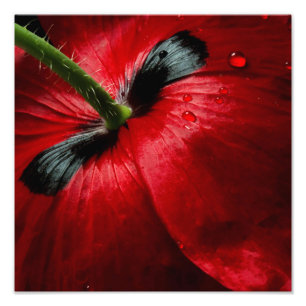 Makronahe hohe Fotografie-Rose Fotodruck