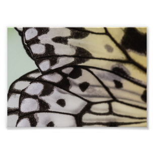 Makronymphen-Schmetterlings-Flügel Fotodruck