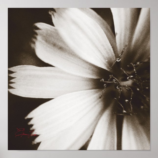 Makrophotographie der Schwarzen Blume Poster (Vorne)