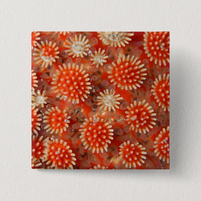 Makroseestern Button (Vorderseite)