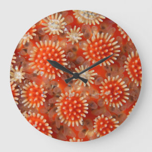 Makroseestern Große Wanduhr